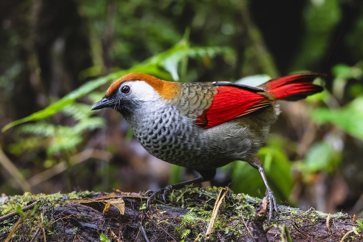 Red-tailed Laughingthrush - Stefan Hirsch