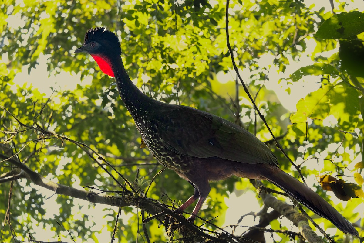 Crested Guan - ML615821161