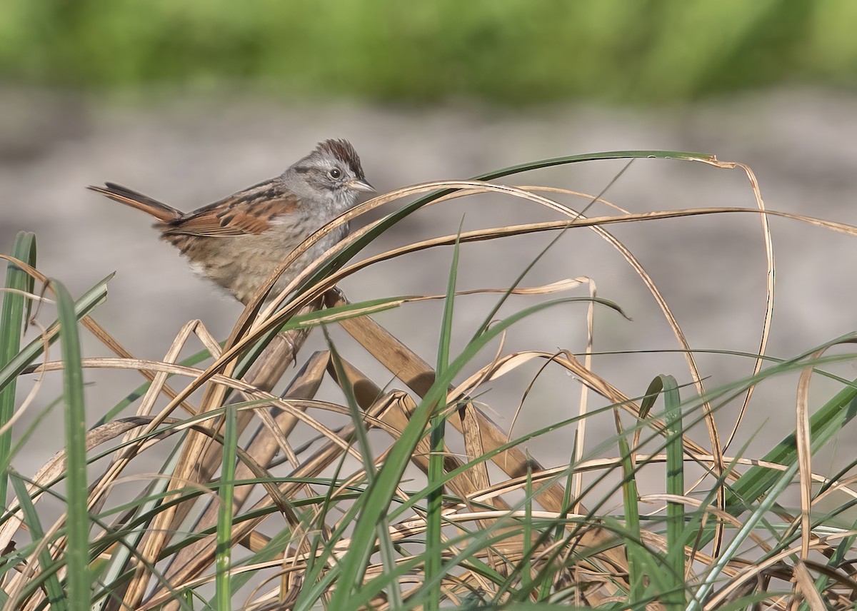 Swamp Sparrow - ML615821605