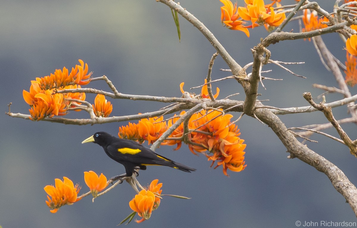 Yellow-rumped Cacique - ML615821937