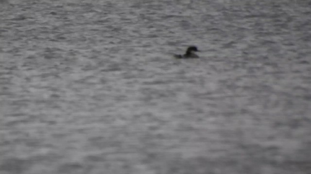Greater Scaup - ML615822367