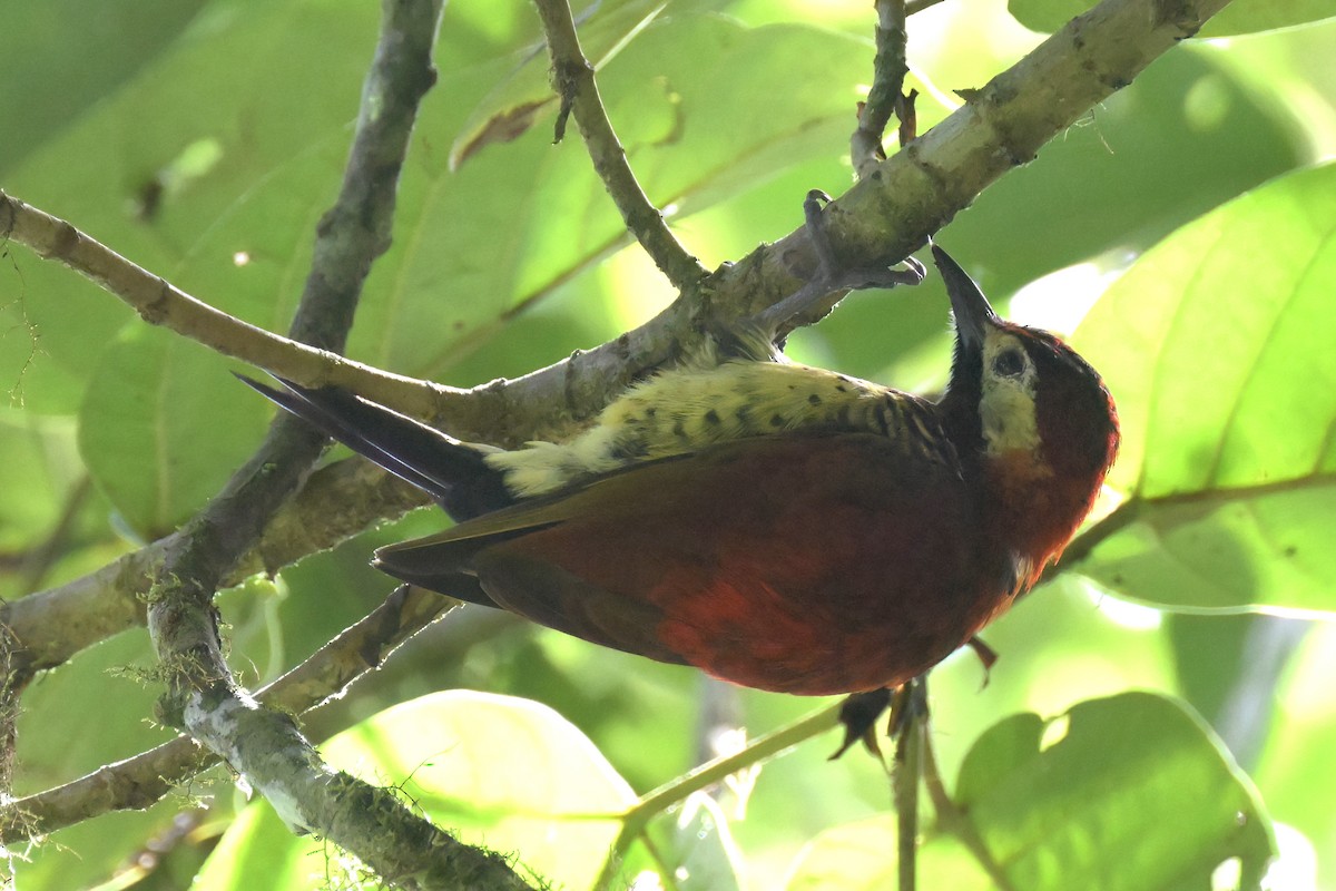 Crimson-mantled Woodpecker - ML615822556
