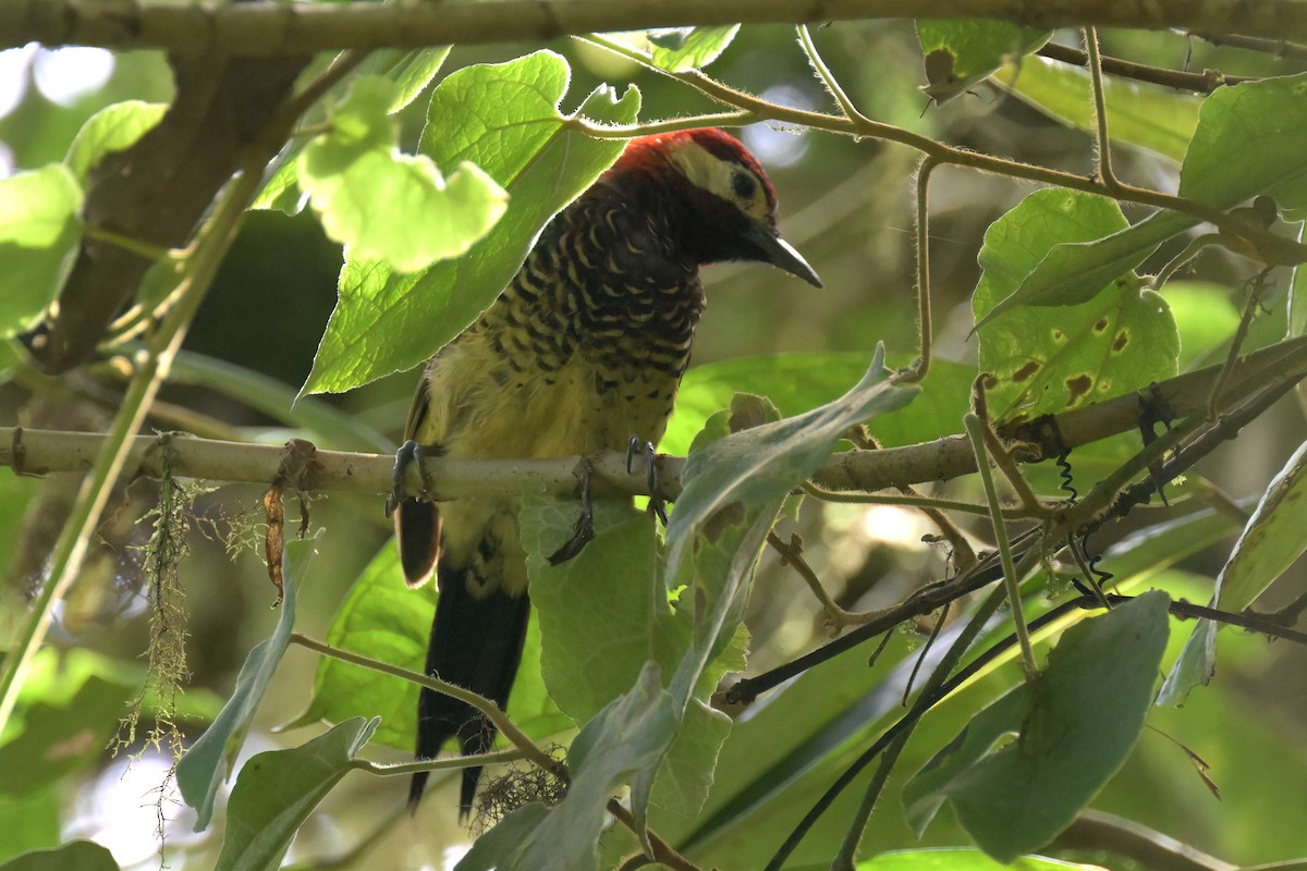 Crimson-mantled Woodpecker - ML615822557