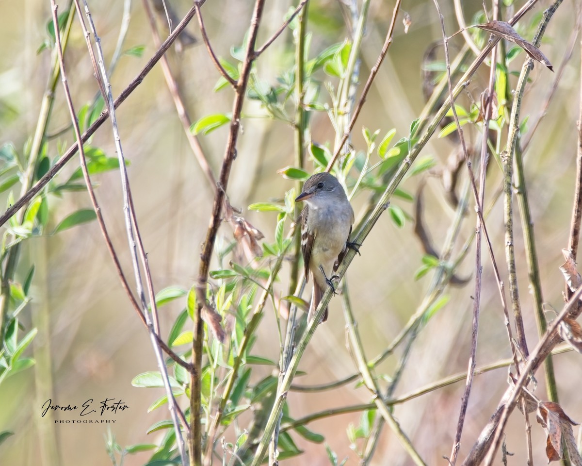 Willow Flycatcher - Jerome Foster