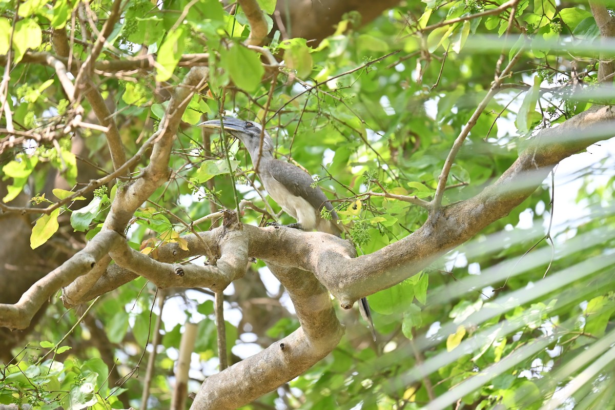 Indian Gray Hornbill - ML615822858