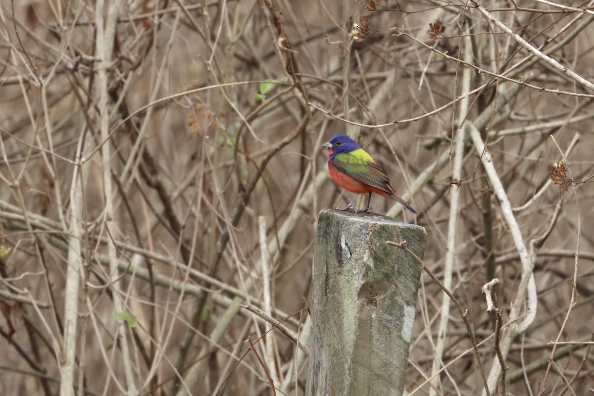 Painted Bunting - ML615823105