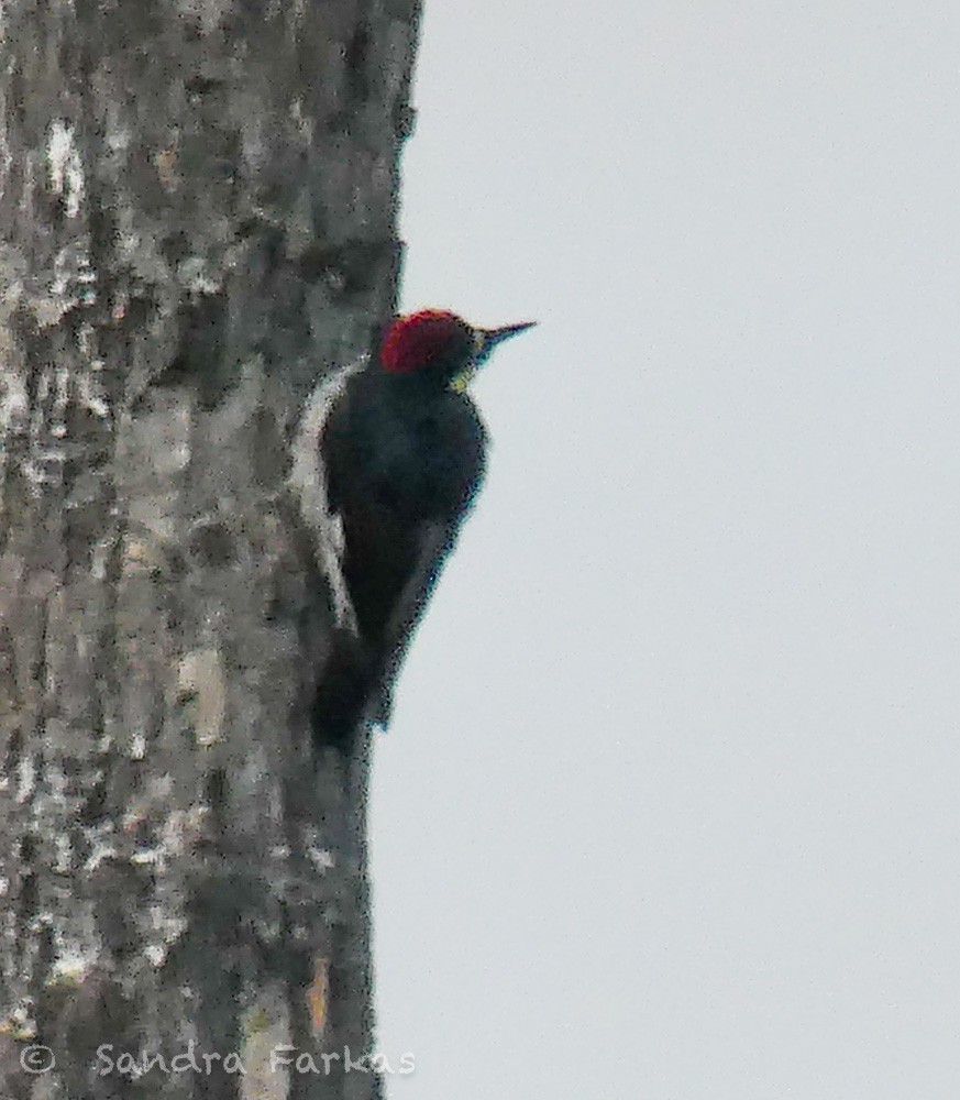 Acorn Woodpecker (Narrow-fronted) - ML615823146