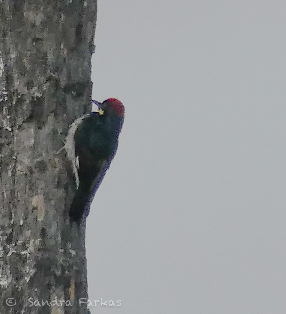 Acorn Woodpecker (Narrow-fronted) - ML615823147