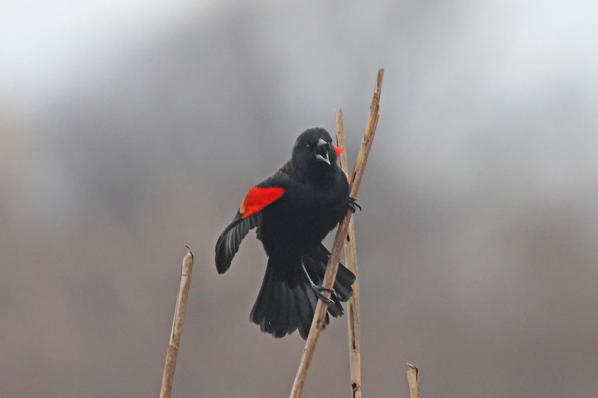 Red-winged Blackbird - ML615823212