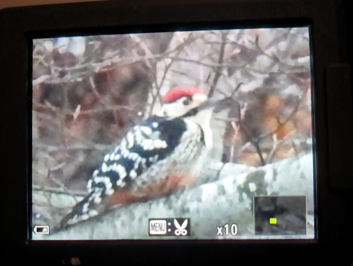 White-backed Woodpecker (Lilford's) - ML615823306
