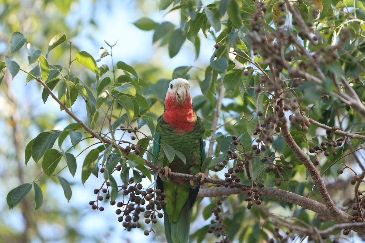 Cuban Parrot (Bahamas) - ML615823360