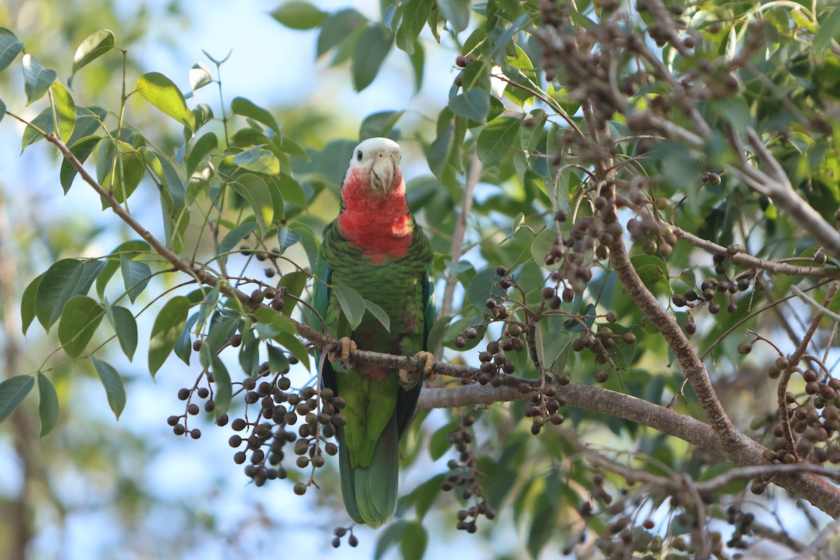 Cuban Parrot (Bahamas) - ML615823362