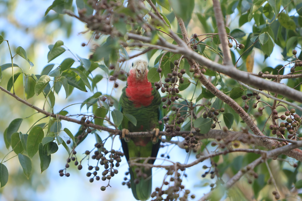 Cuban Parrot (Bahamas) - ML615823363