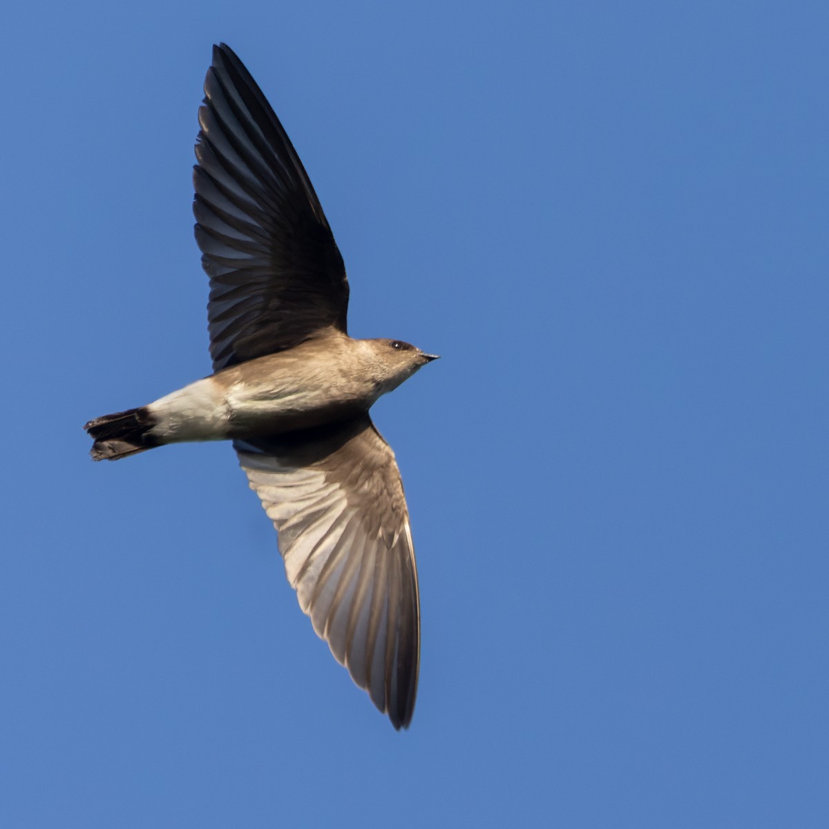 Northern Rough-winged Swallow (Ridgway's) - ML615823431