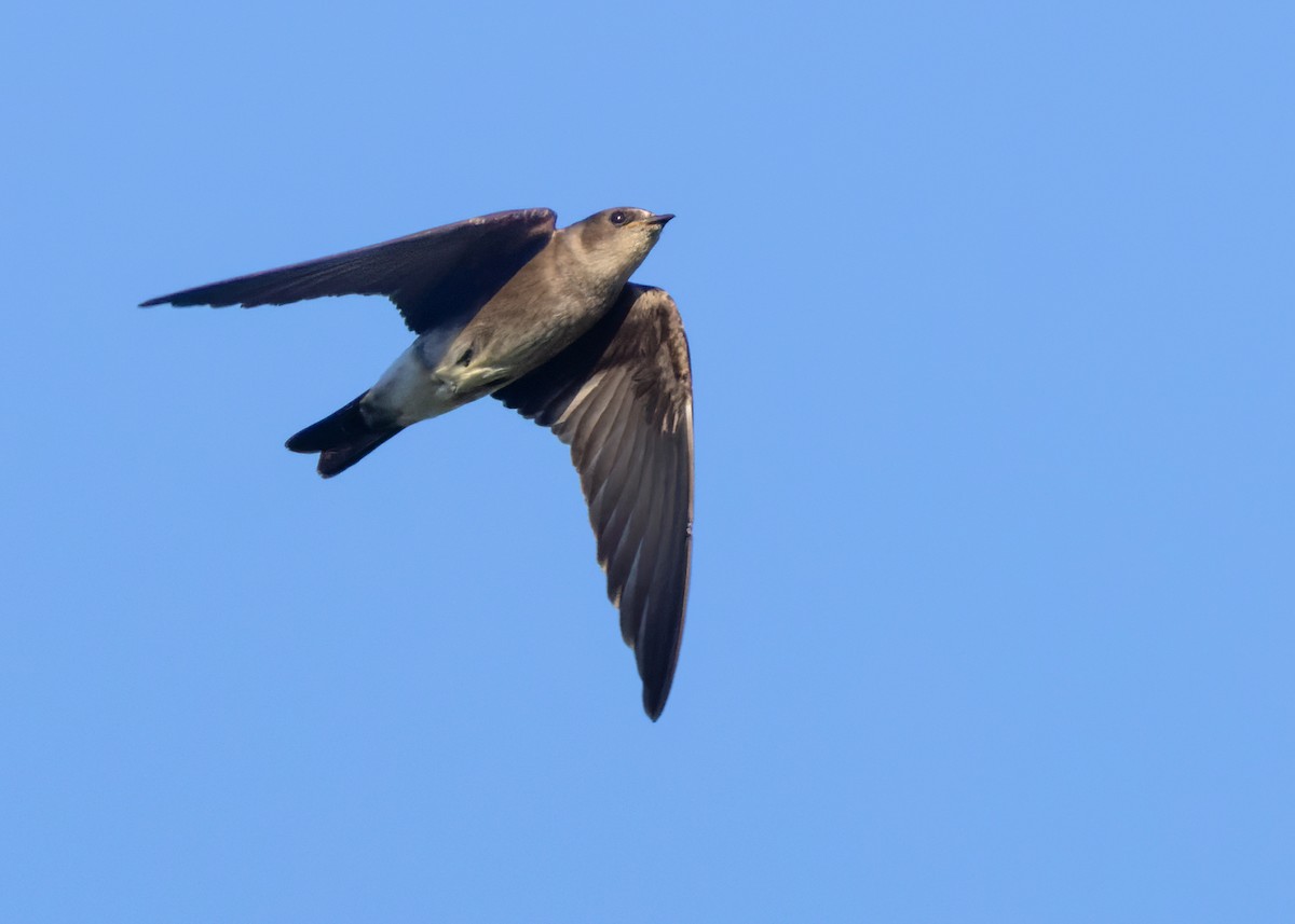 Northern Rough-winged Swallow (Ridgway's) - ML615823432