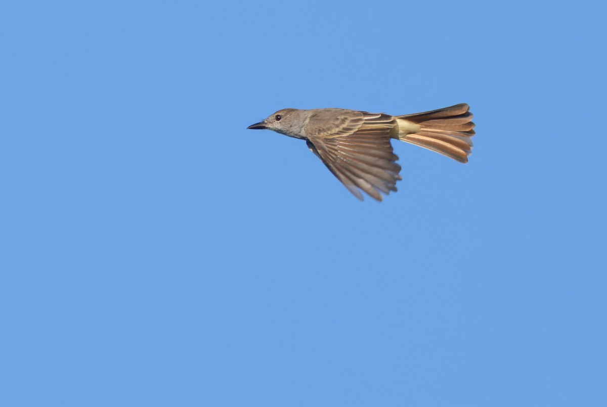 Brown-crested Flycatcher - ML615823443