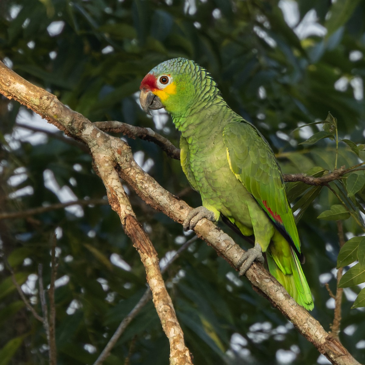 Red-lored Parrot (Red-lored) - Lars Petersson | My World of Bird Photography