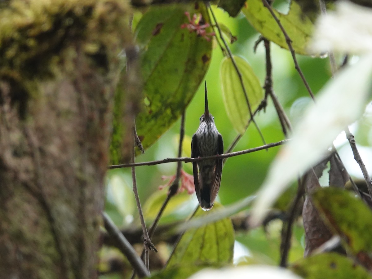 Tooth-billed Hummingbird - ML615823575