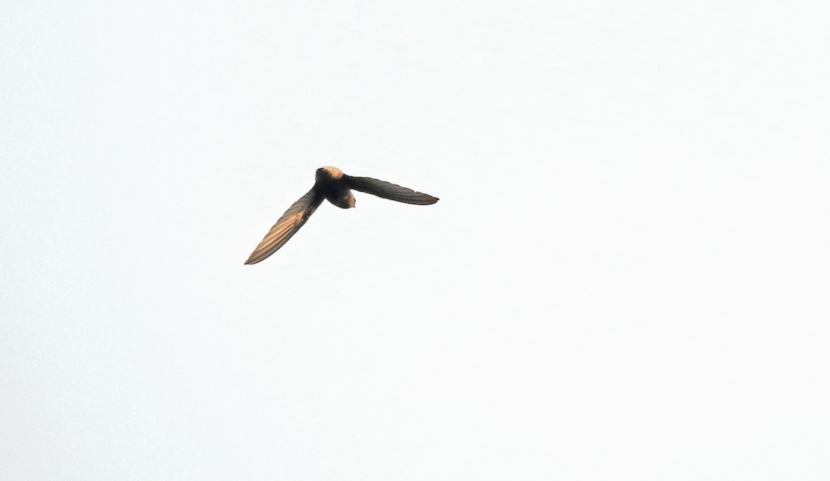 Short-tailed Swift (Short-tailed) - Richard Greenhalgh