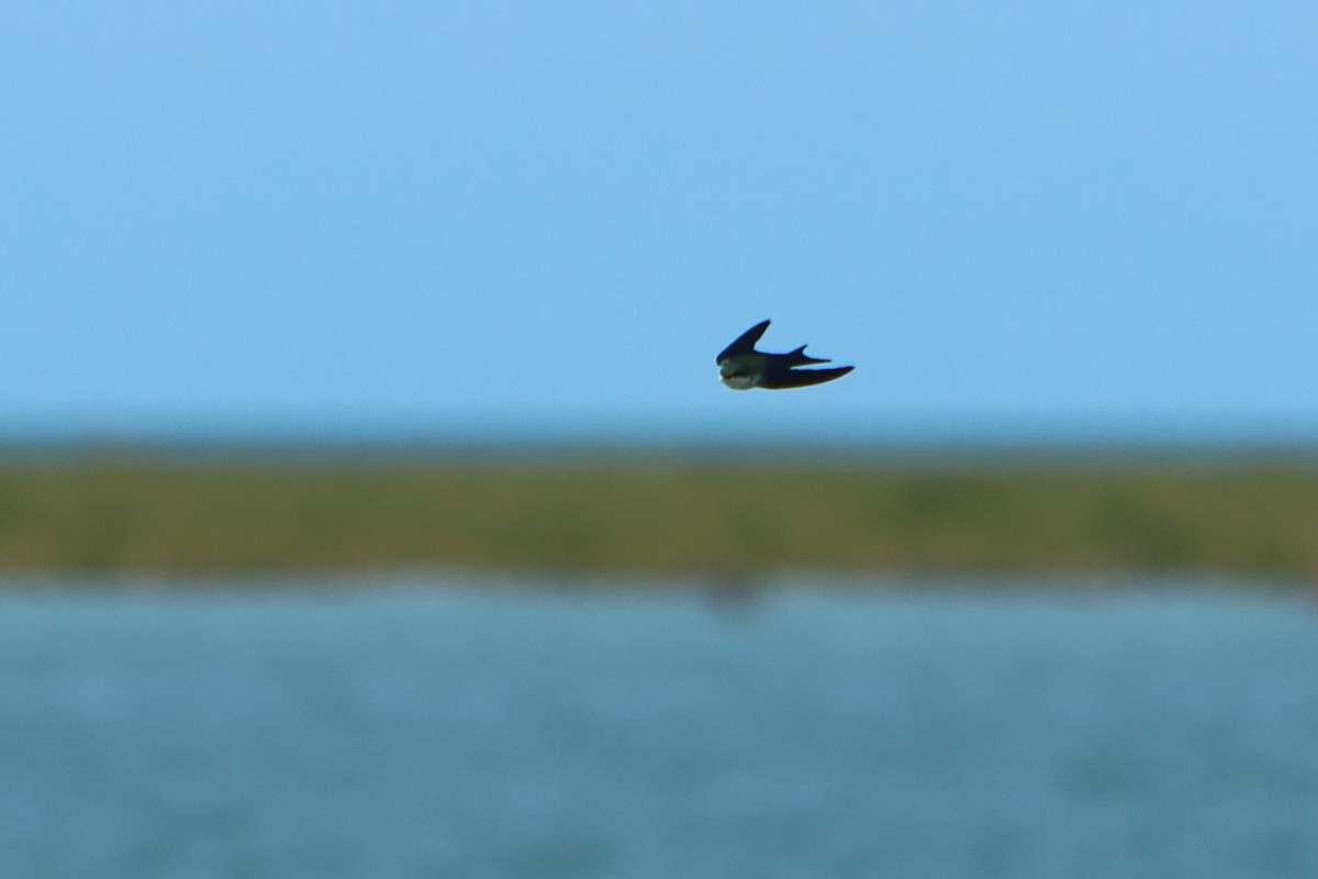 Bahama Swallow - ML615823693