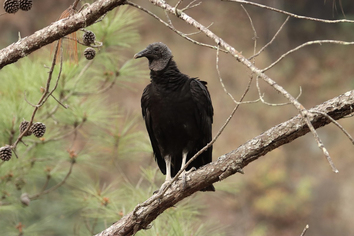 Black Vulture - ML615823820