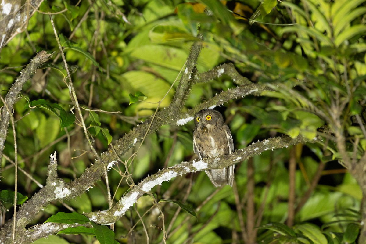 Madagascar Scops-Owl (Rainforest) - ML615823872