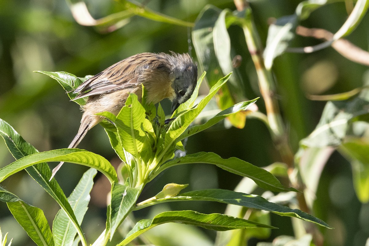 Long-tailed Reed Finch - ML615824060
