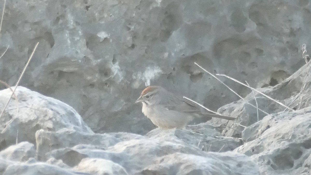 Rufous-crowned Sparrow - Avery Fish