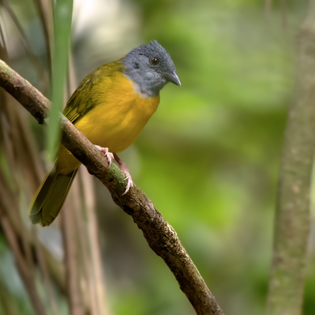Gray-headed Tanager (Gray-crested) - Lars Petersson | My World of Bird Photography