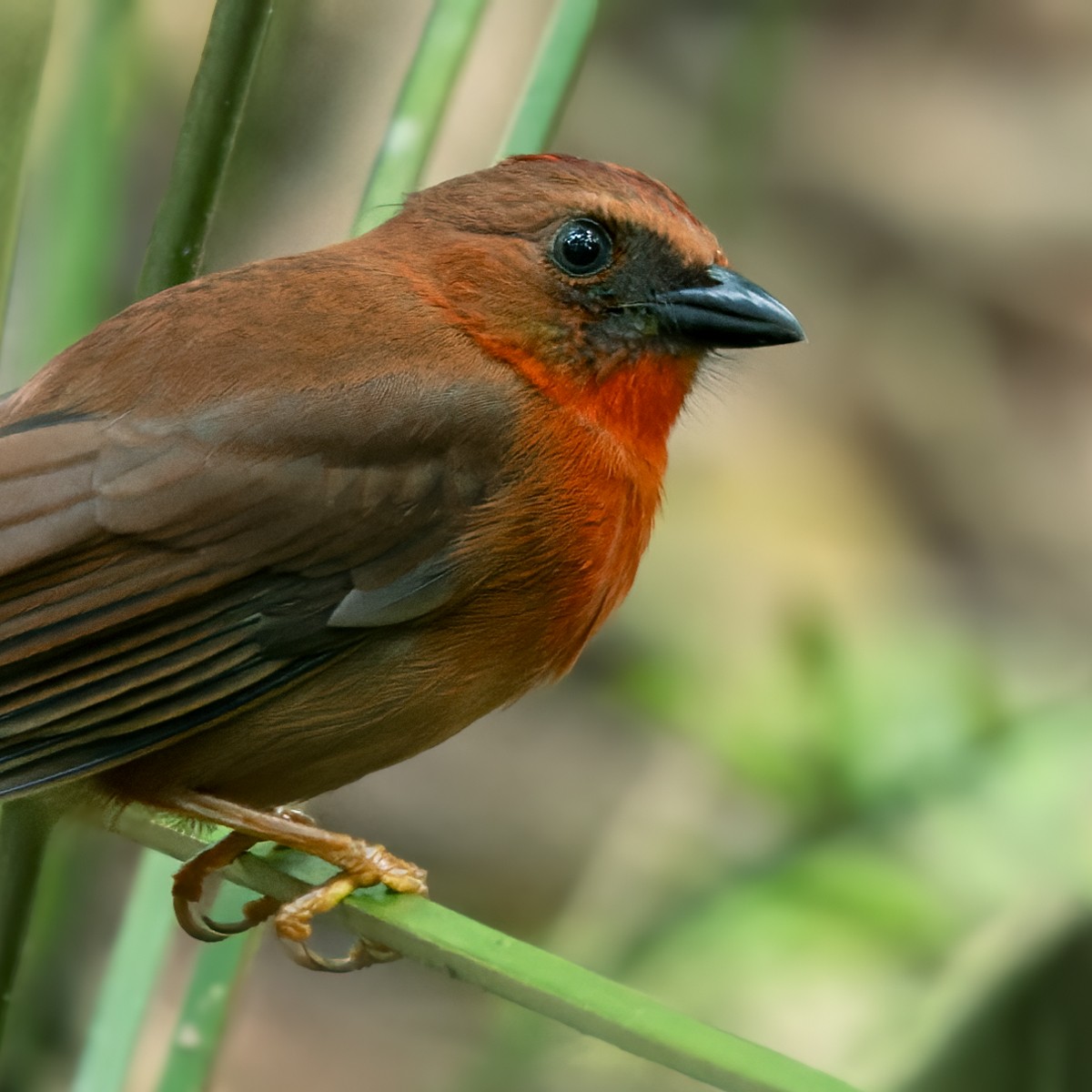 Red-throated Ant-Tanager (Salvin's) - ML615824231