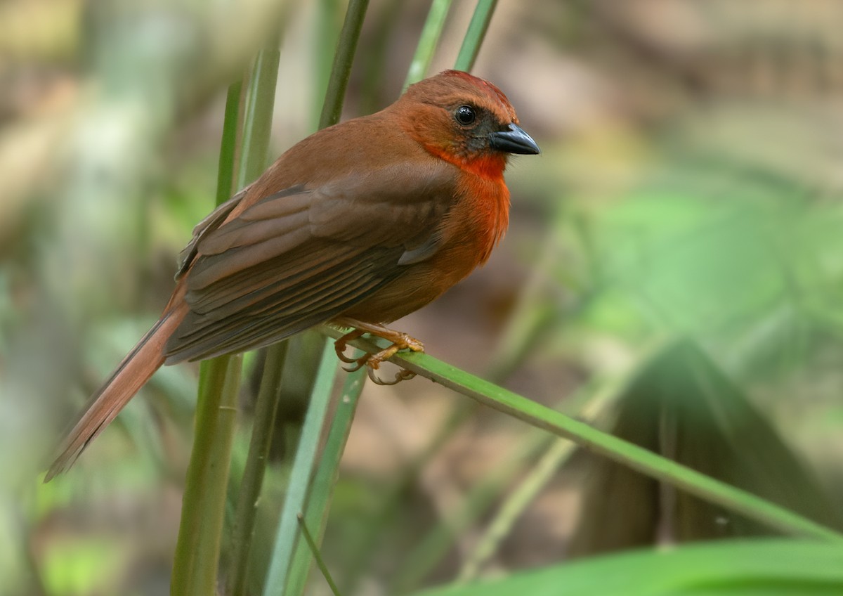 Red-throated Ant-Tanager (Salvin's) - ML615824232