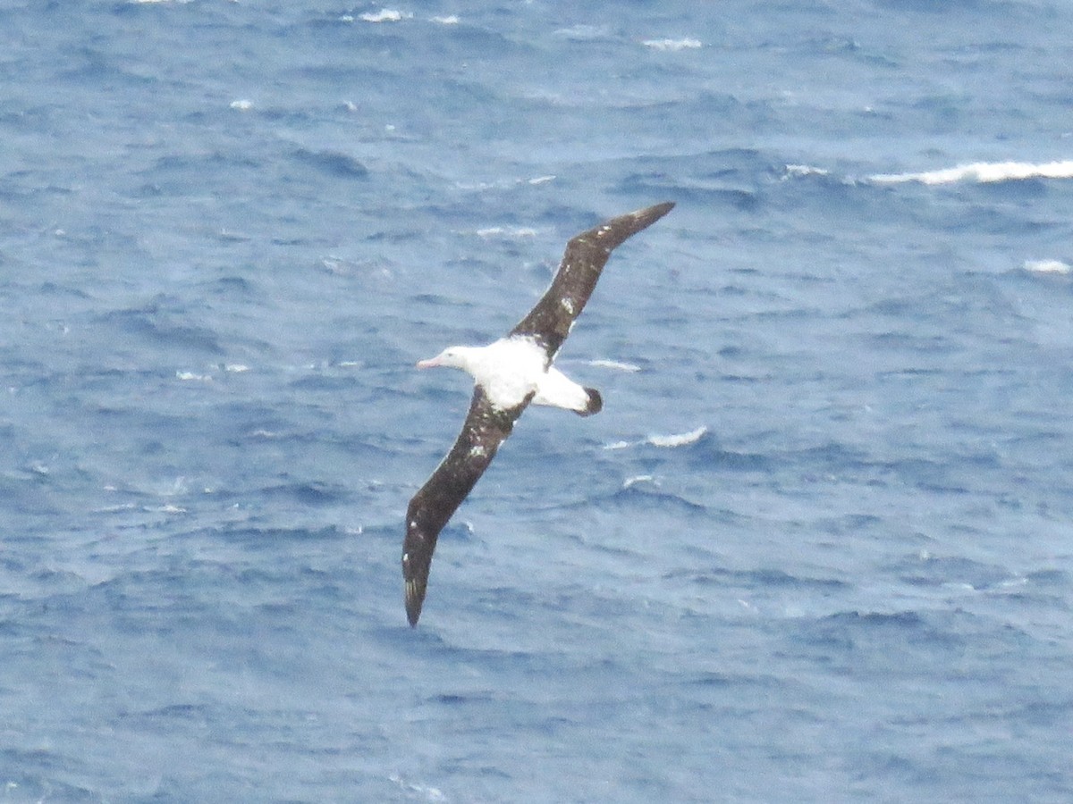 Albatros hurleur, A. de Tristan da Cunha ou A. des Antipodes - ML615824327