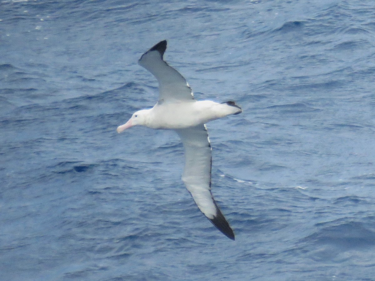 Albatros hurleur, A. de Tristan da Cunha ou A. des Antipodes - ML615824383