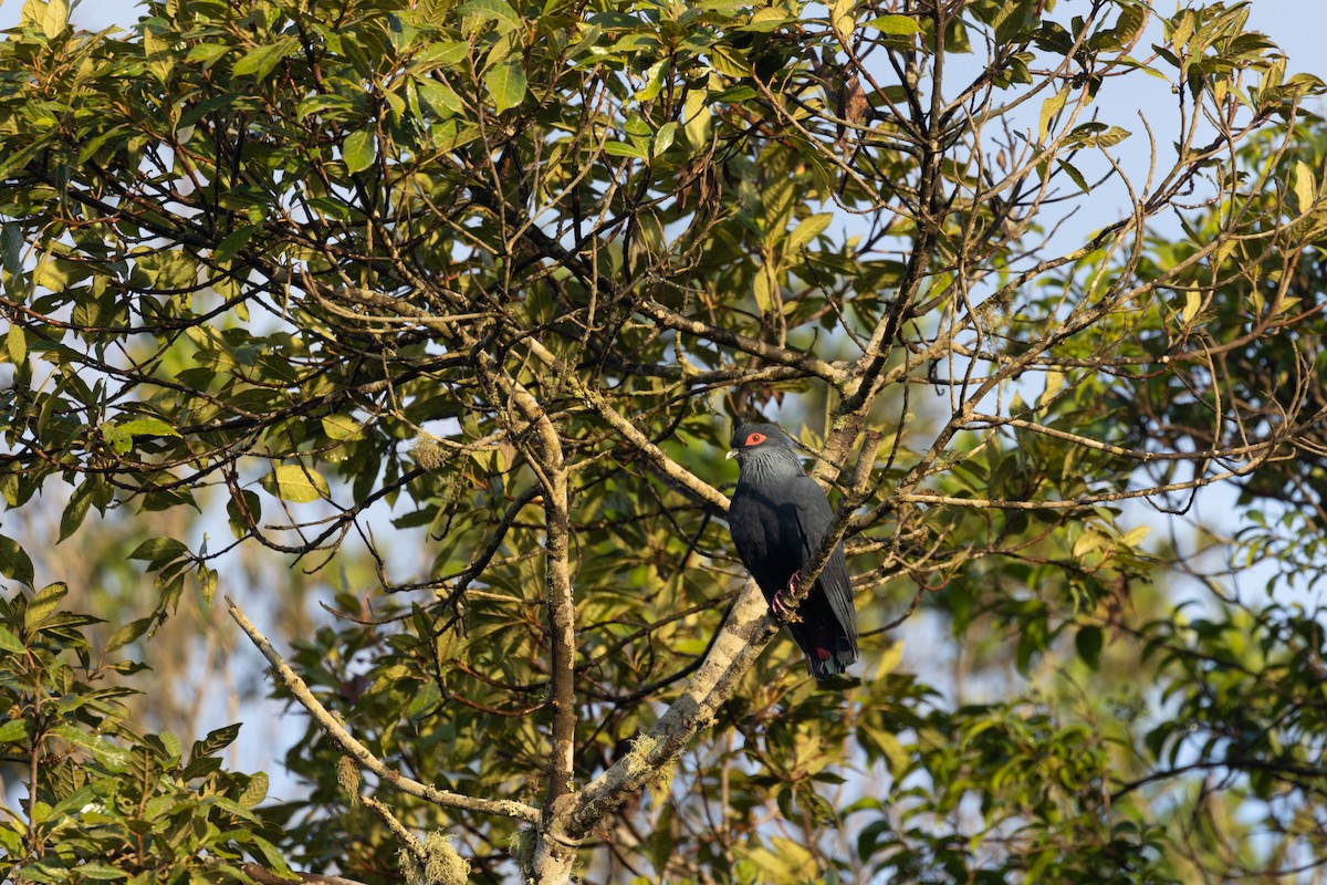 Madagascar Blue-Pigeon - ML615824421