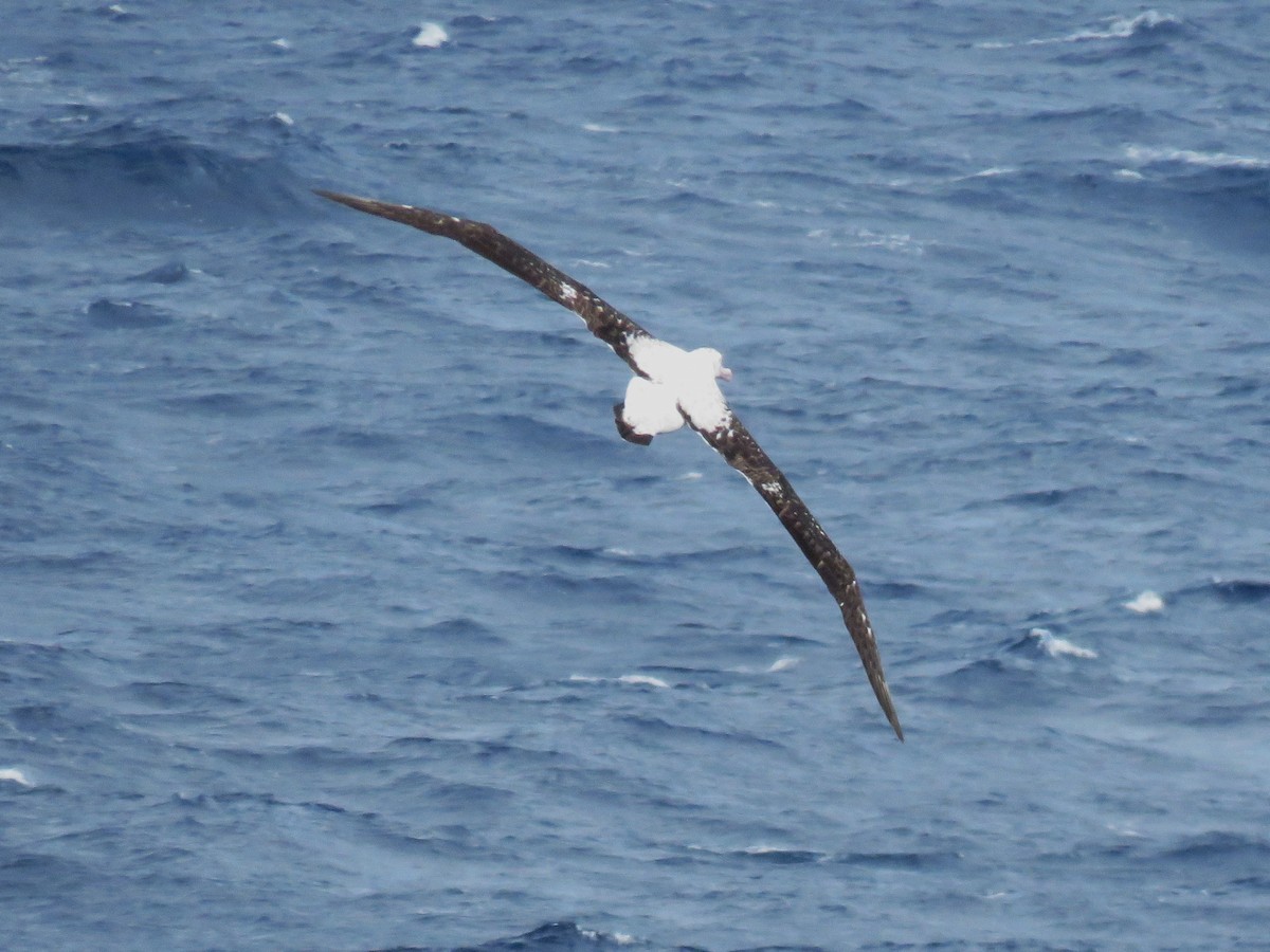 Albatros hurleur, A. de Tristan da Cunha ou A. des Antipodes - ML615824426