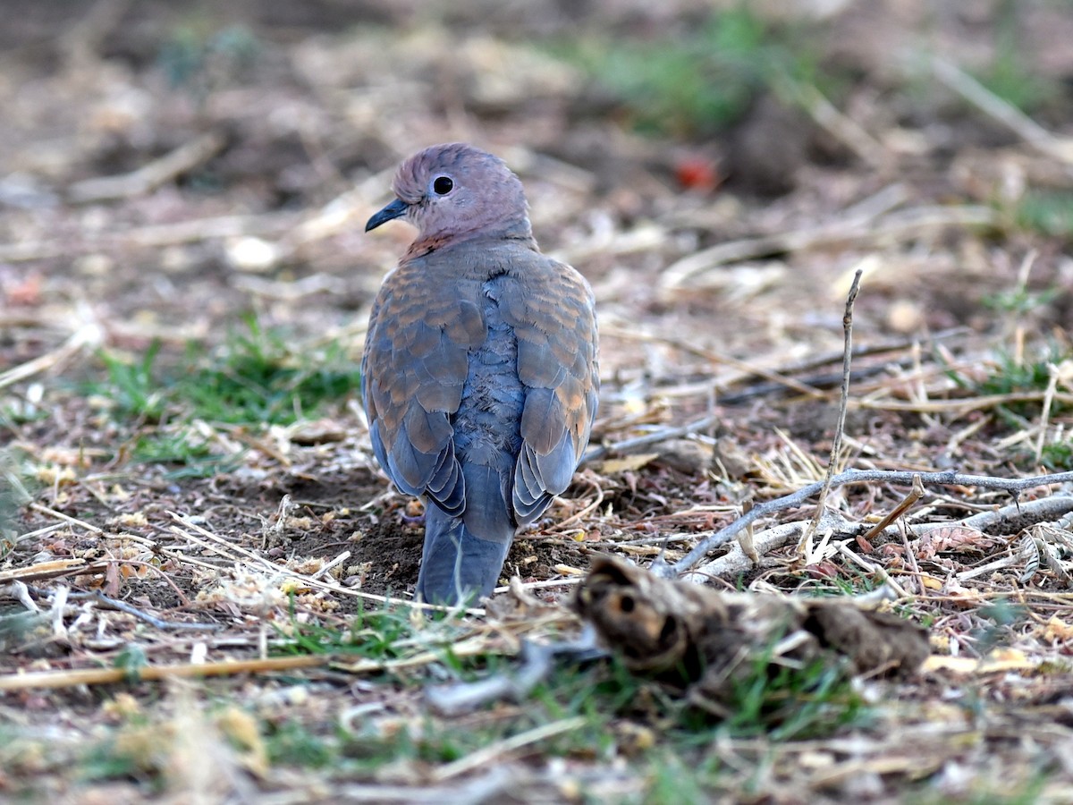 Laughing Dove - ML615824427