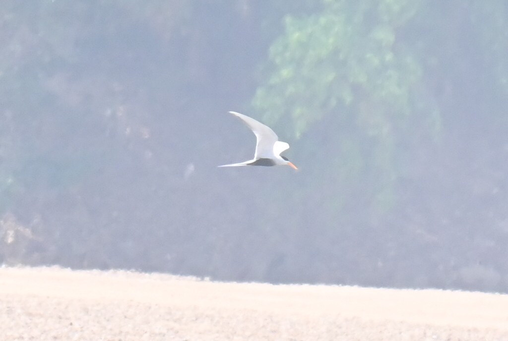 Black-bellied Tern - JOEL J MATHEW