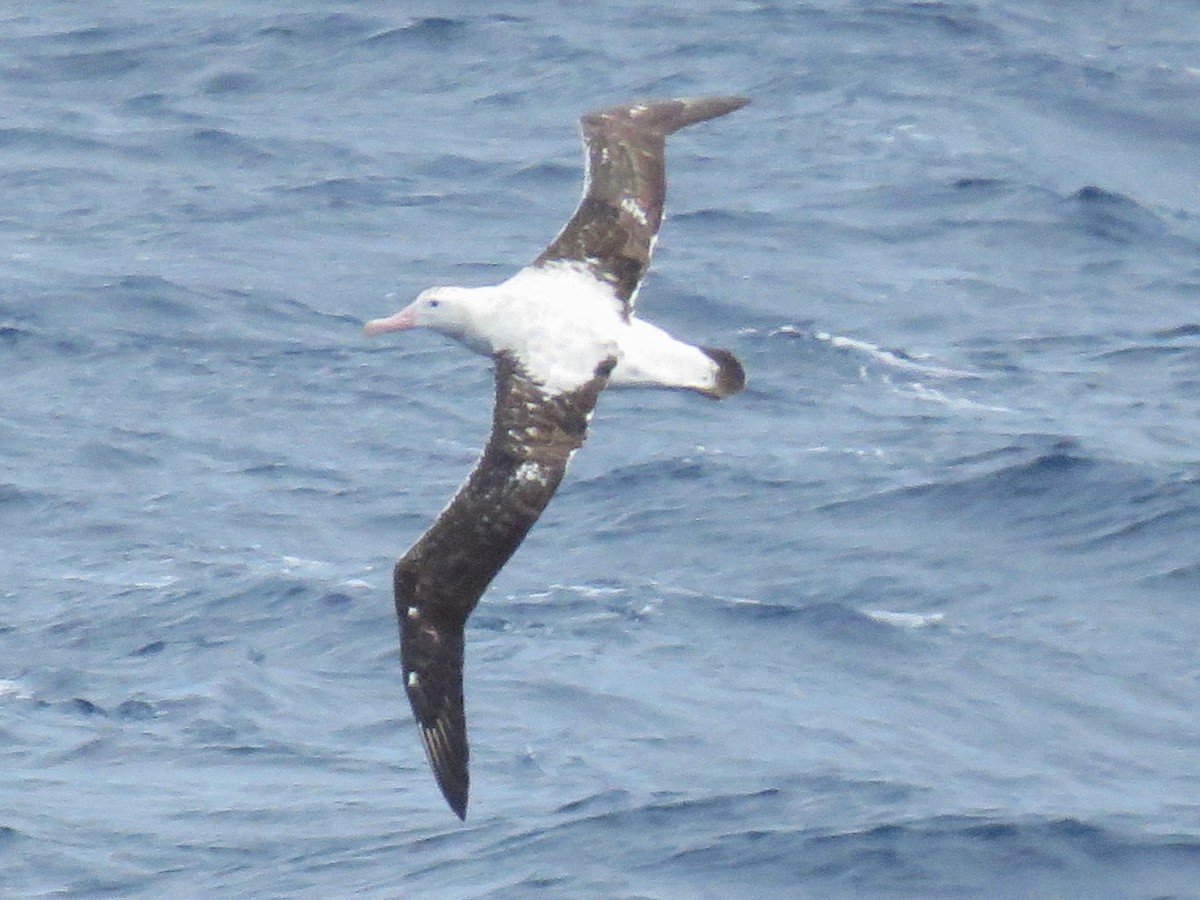 Snowy/Tristan/Antipodean Albatross - ML615824510