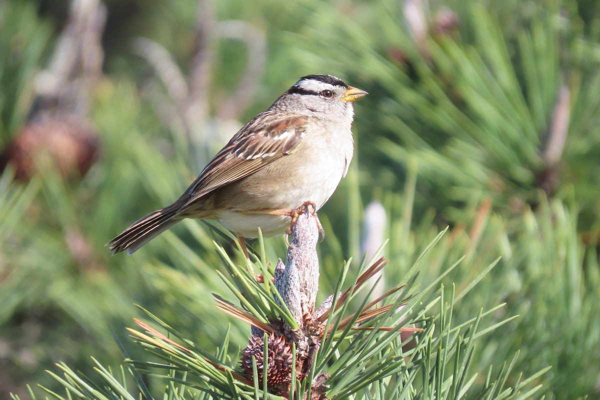 White-crowned Sparrow (nuttalli) - ML615824695