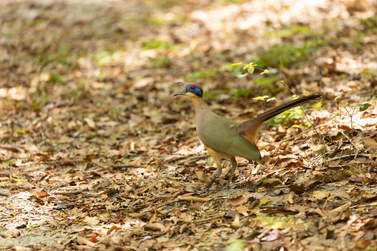 Red-capped Coua (Red-capped) - Max Baumgarten