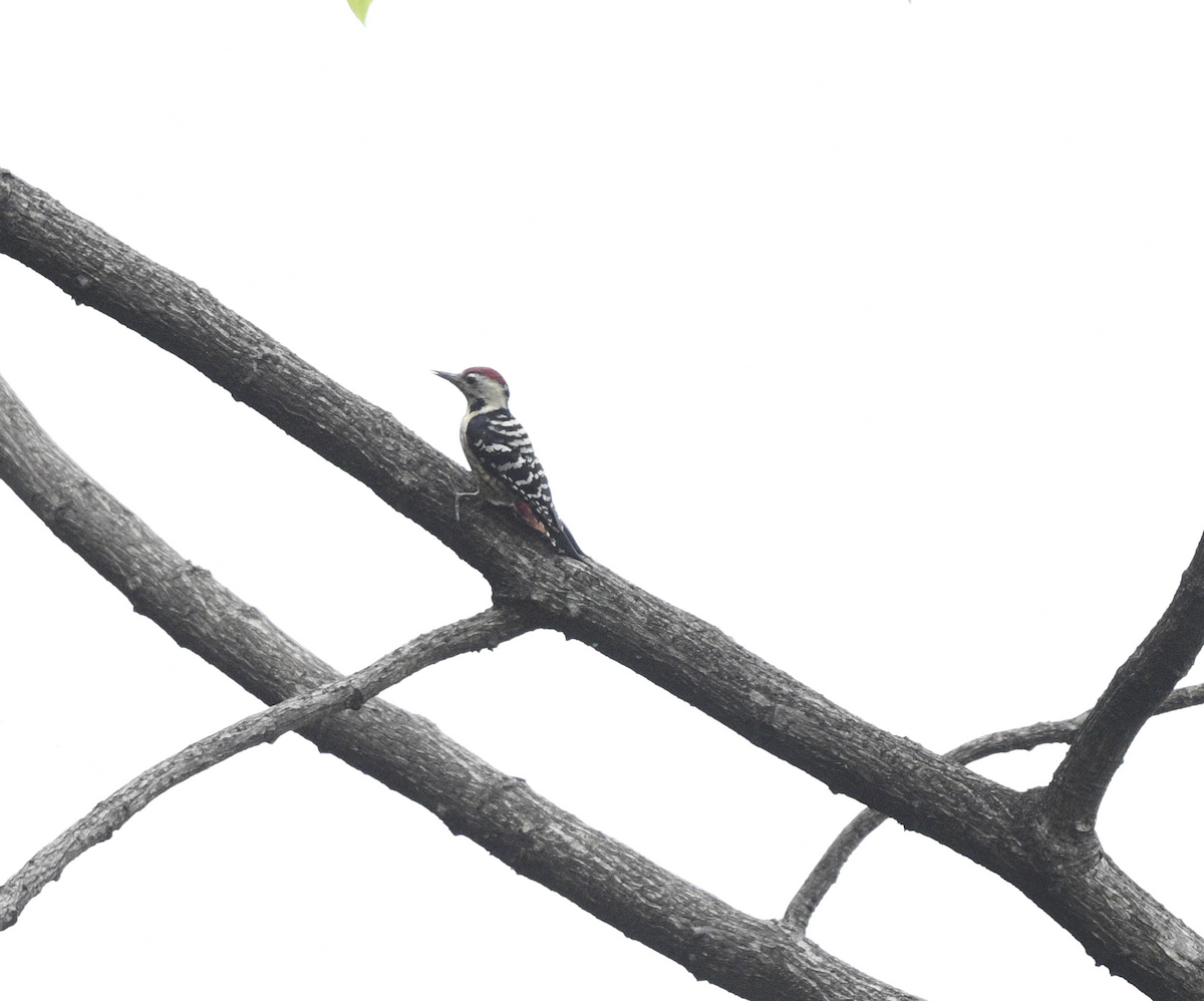 Fulvous-breasted Woodpecker - Debankur  Biswas