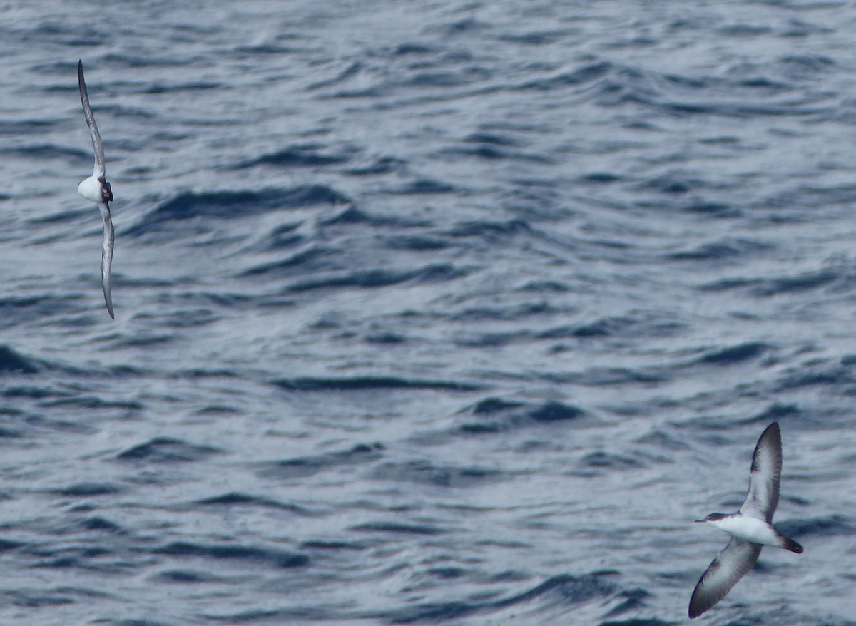 Galapagos Shearwater (Light-winged) - ML615824900