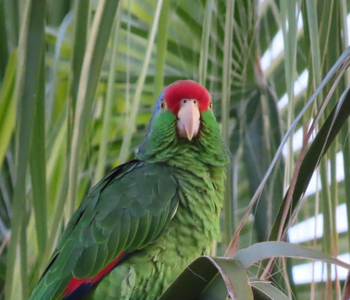 Red-crowned Parrot - ML615825086