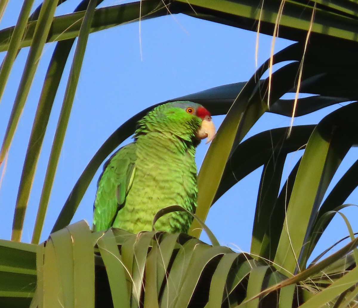 Lilac-crowned Parrot - Jay Desgrosellier