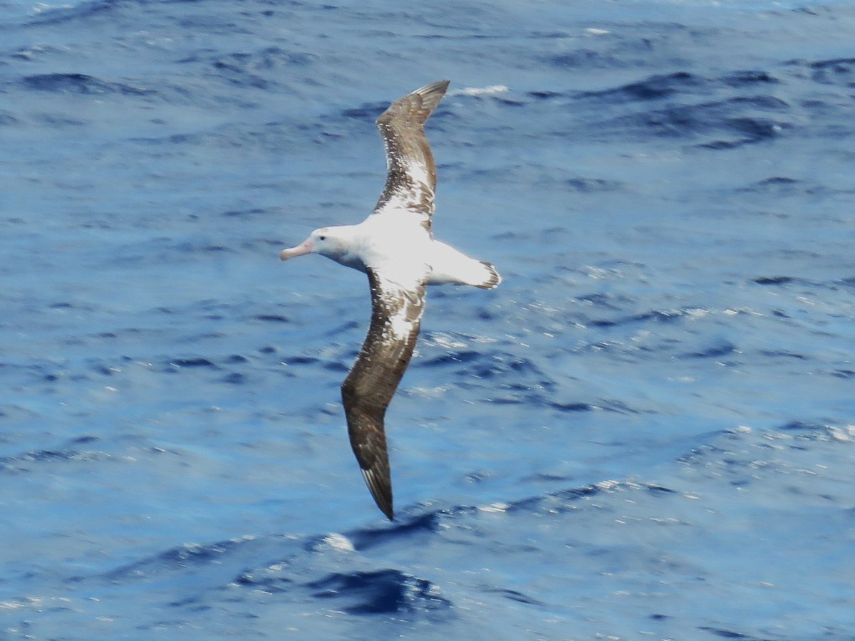 Albatros hurleur, A. de Tristan da Cunha ou A. des Antipodes - ML615825281
