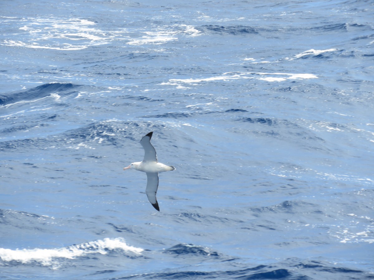 Snowy/Tristan/Antipodean Albatross - ML615825340