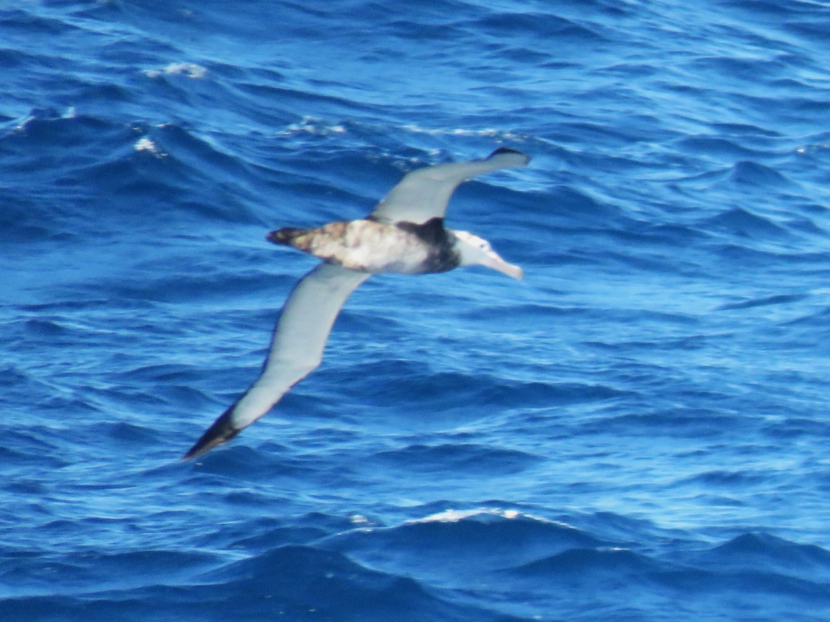 Albatros hurleur, A. de Tristan da Cunha ou A. des Antipodes - ML615825507