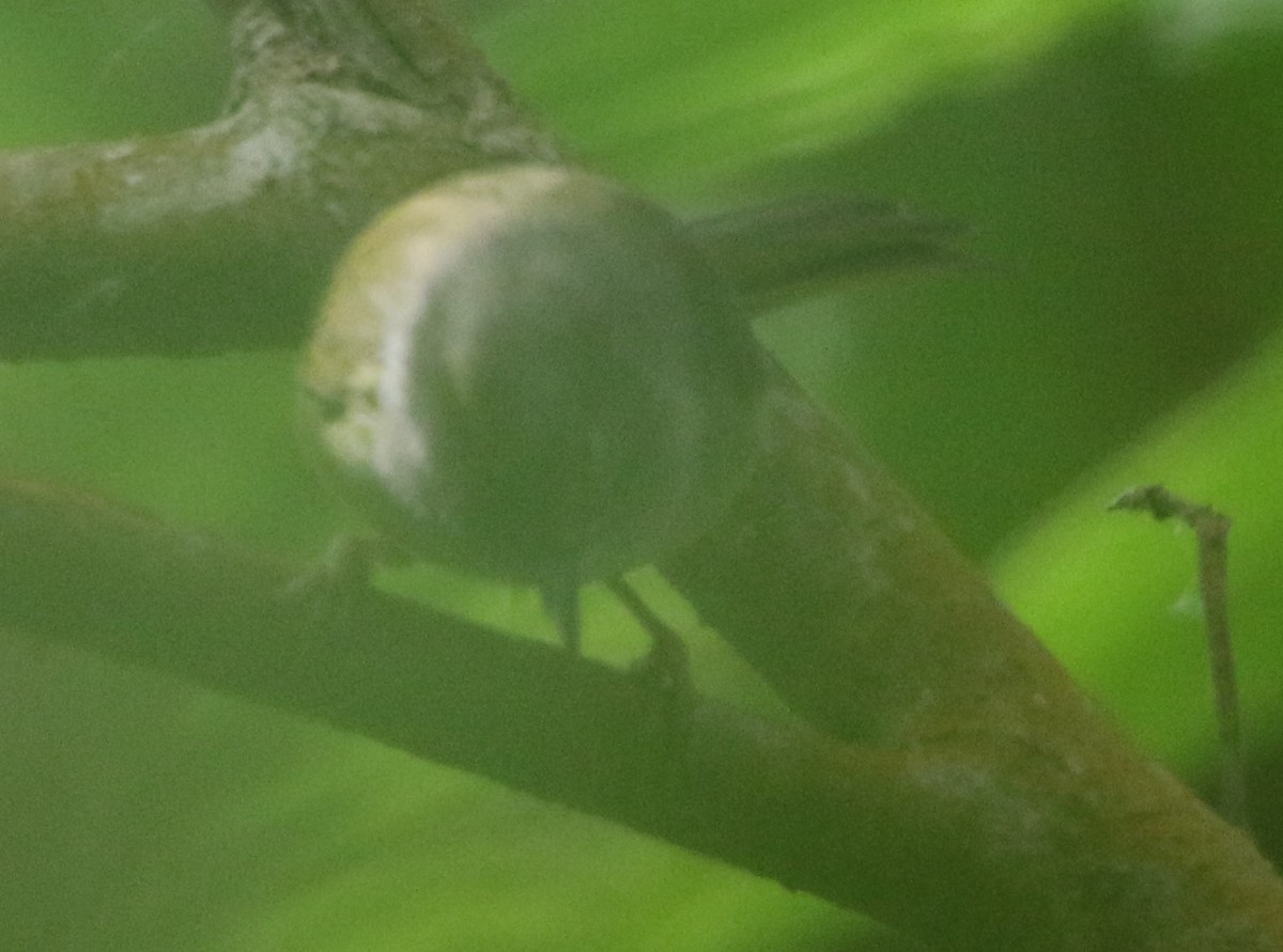 Gray-throated Warbler - Daniel Lebbin