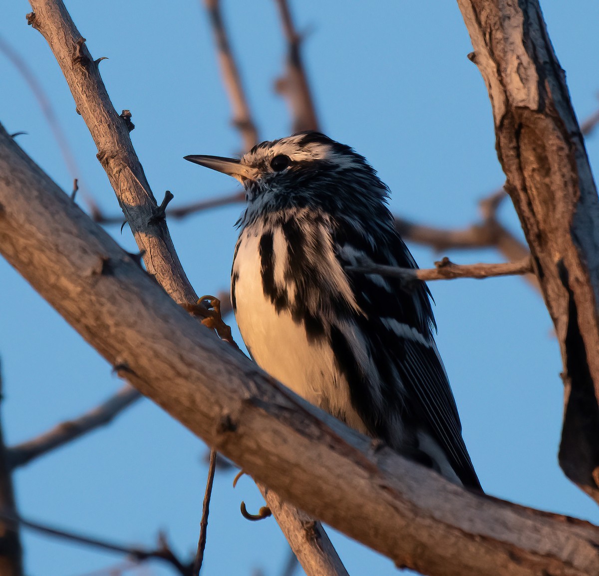 Black-and-white Warbler - ML615825542