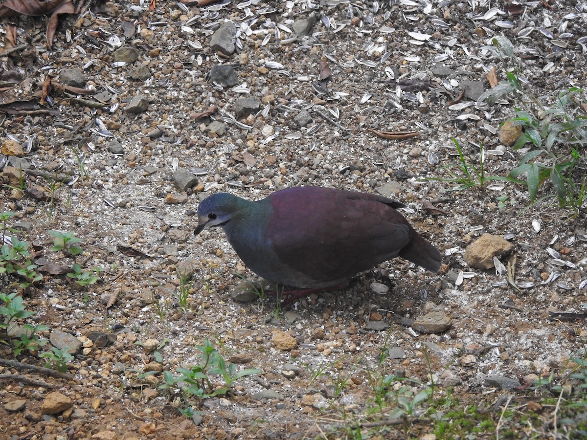 Buff-fronted Quail-Dove - ML615825556